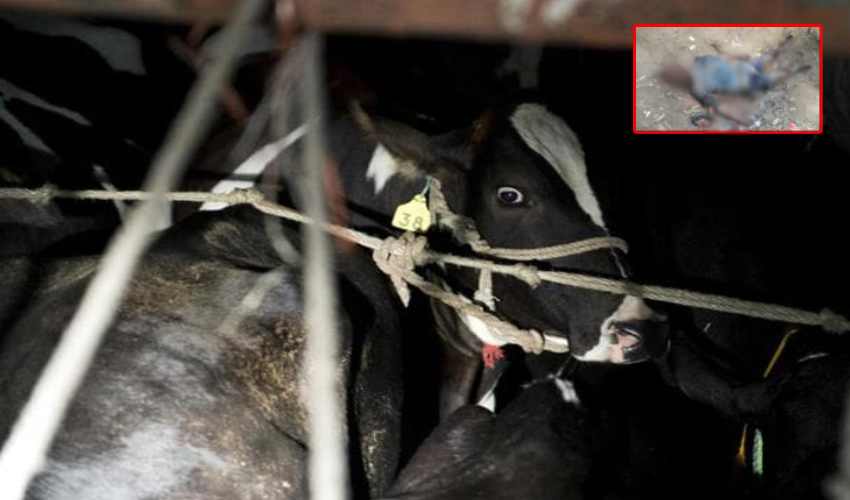 Cattle Smuggling : ఆవులను దొంగిలించేందుకు సరిహద్దు దాటుతున్న బంగ్లా స్మగ్లర్లు