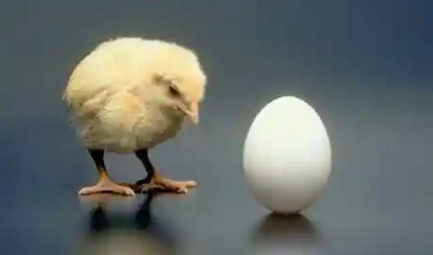 Chicken or Egg?: కోడి ముందా? గుడ్డు ముందా? సైంటిస్ట్‌లు సమాధానం కనిపెట్టేశారు