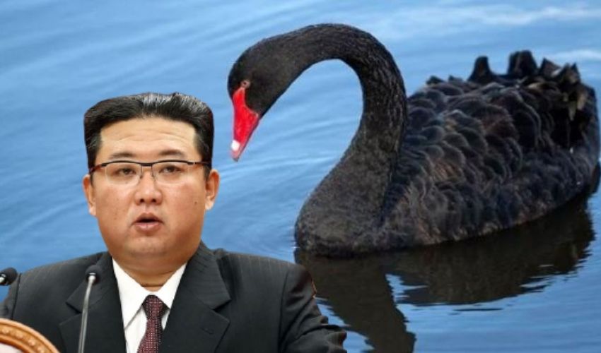 https://10tv.in/international/north-koreans-to-eat-delicious-black-swans-302251.html