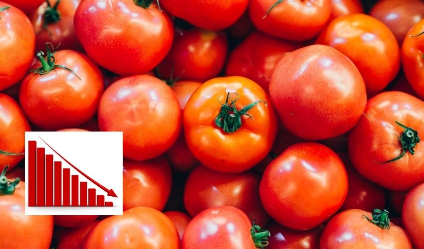 Tomato Price : దిగొచ్చిన టమాట ధర.. కిలో రూ.20 | Tomato price reduced to Rs 20 per kg