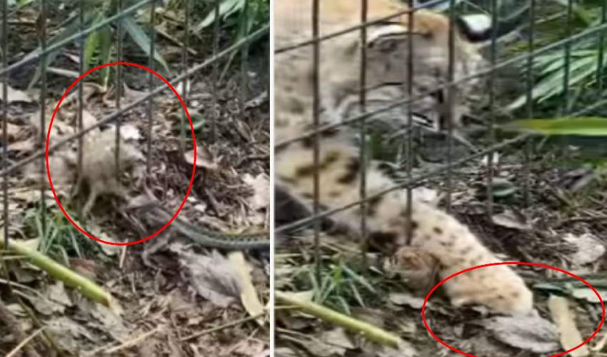https://10tv.in/international/leopard-cub-rescues-frog-from-snake-viral-video-315242.html
