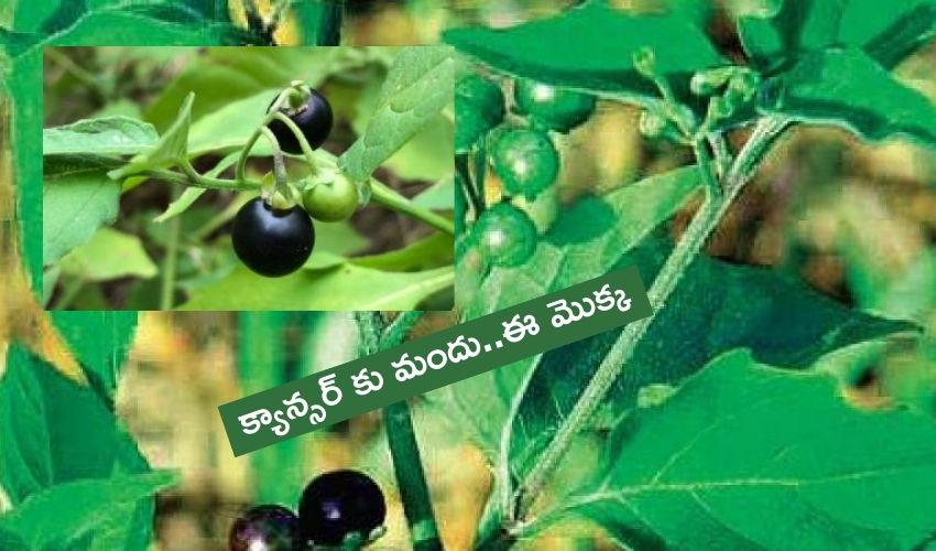 https://10tv.in/international/kerala-manathakkali-approved-by-usfda-for-liver-cancer-304906.html