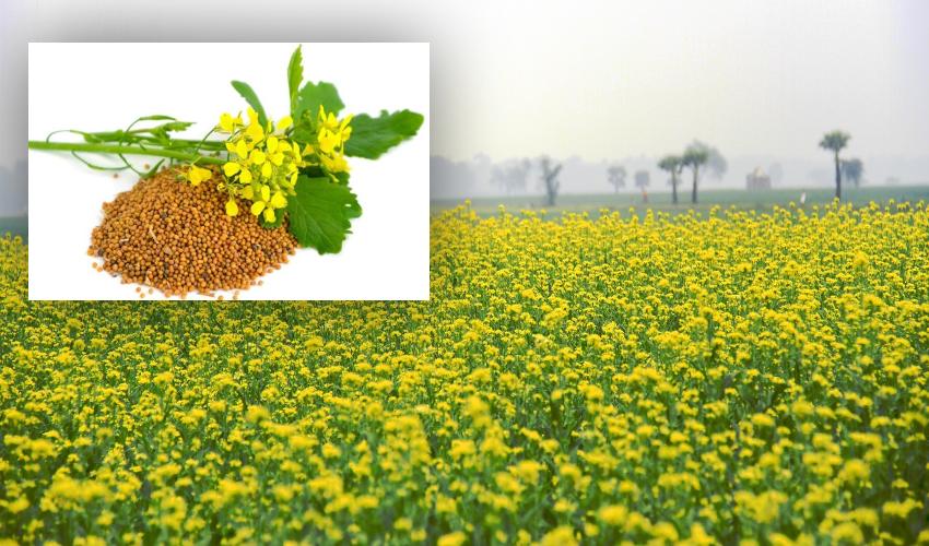 Mustard చలికాలంలో ఆవపిండి, ఆకులతో ఆరోగ్య ప్రయోజనాలు బోలెడు.. 10TV