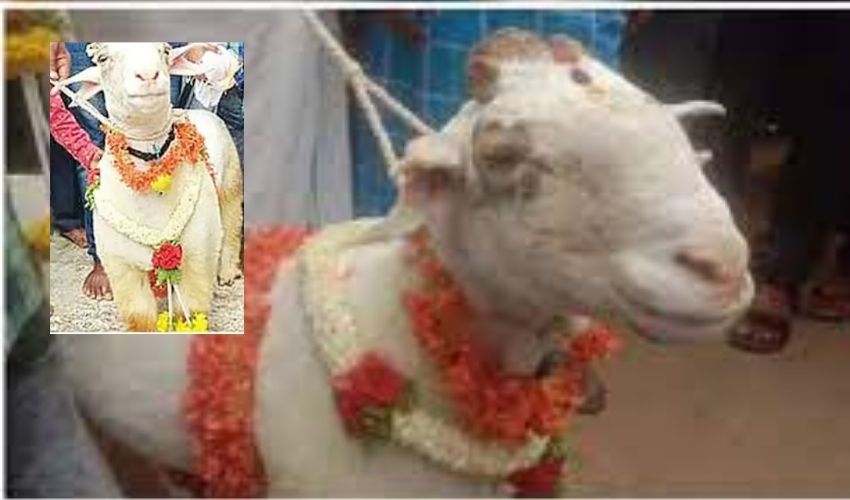 https://10tv.in/latest/sheep-sold-worth-rs-1-91-lakh-in-mandya-of-karnataka-306523.html