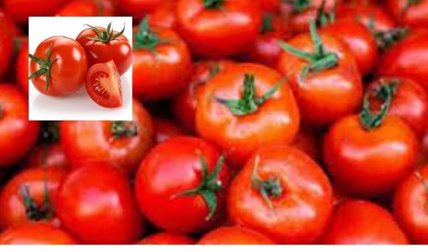 https://10tv.in/andhra-pradesh/100-rupees-per-kg-why-tomato-prices-are-rising-in-telugu-states-324000.html