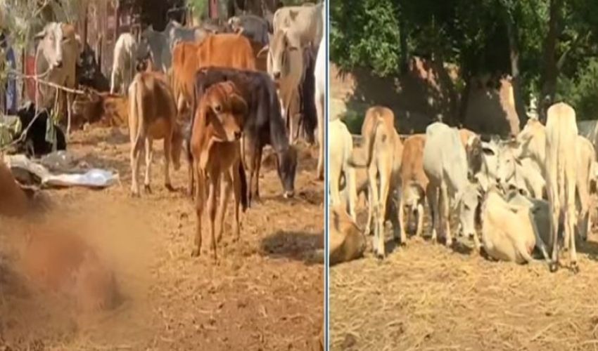 https://10tv.in/andhra-pradesh/12-cows-died-due-to-malnutrition-in-gnanananda-ashram-at-visakha-331695.html