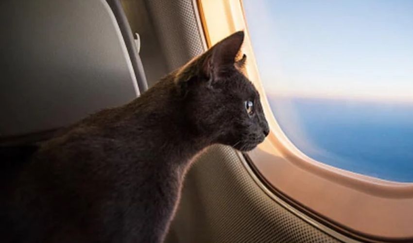 https://10tv.in/international/woman-breastfeeds-cat-on-plane-refuses-to-stop-when-asked-322833.html