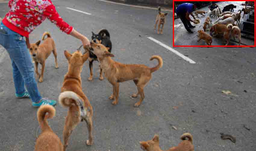 https://10tv.in/national/rs-8-lakh-fine-imposed-for-feeding-stray-dogs-in-a-residential-complex-331782.html