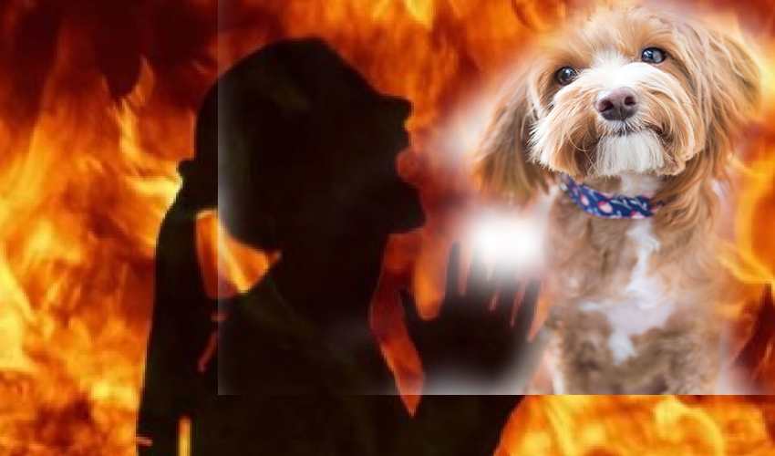 https://10tv.in/latest/gujarat-woman-set-on-fire-by-neighbour-over-her-puppys-name-her-puppys-name-335293.html