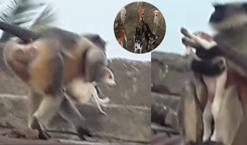 https://10tv.in/national/maharashtra-monkeys-kill-250-puppies-in-act-of-vengeance-after-dogs-kill-one-of-their-infants-in-beed-district-332513.html