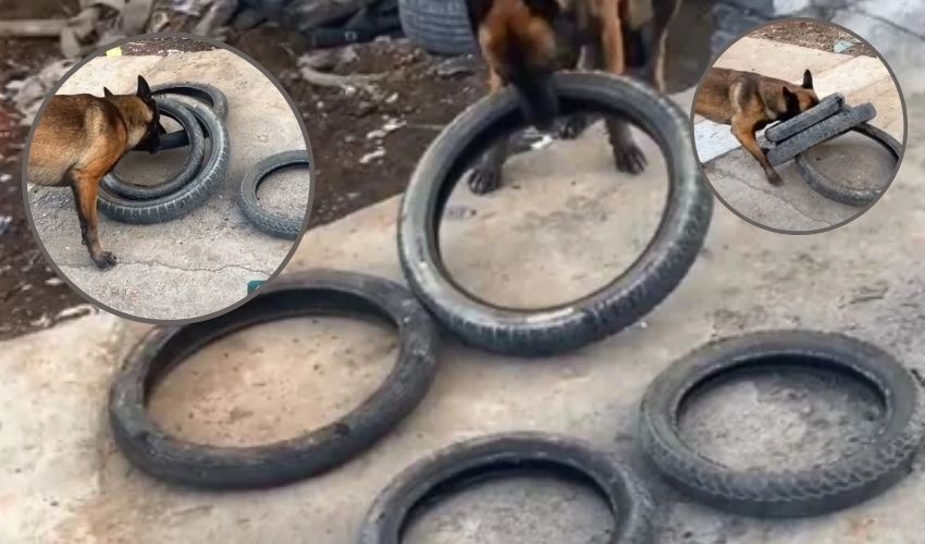 https://10tv.in/latest/smart-dog-finds-a-way-to-carry-four-tyres-at-once-while-helping-human-332575.html