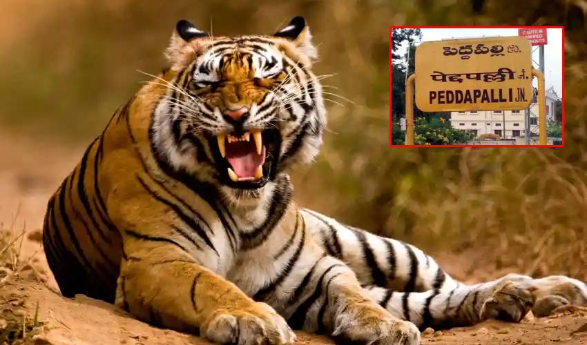 Tiger : గ్రామాల్లోకి వస్తున్న పులి.. హడలిపోతున్న ప్రజలు | A tiger that comes to the villages in Peddapalli district and scares the people