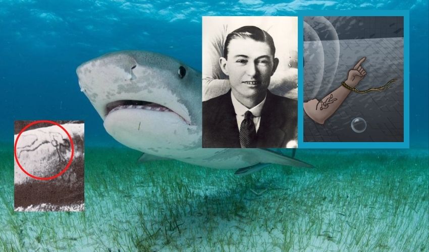 https://10tv.in/latest/tiger-shark-vomited-human-arm-in-an-sydneys-coogee-aquarium-to-trigger-murder-investigation-324758.html