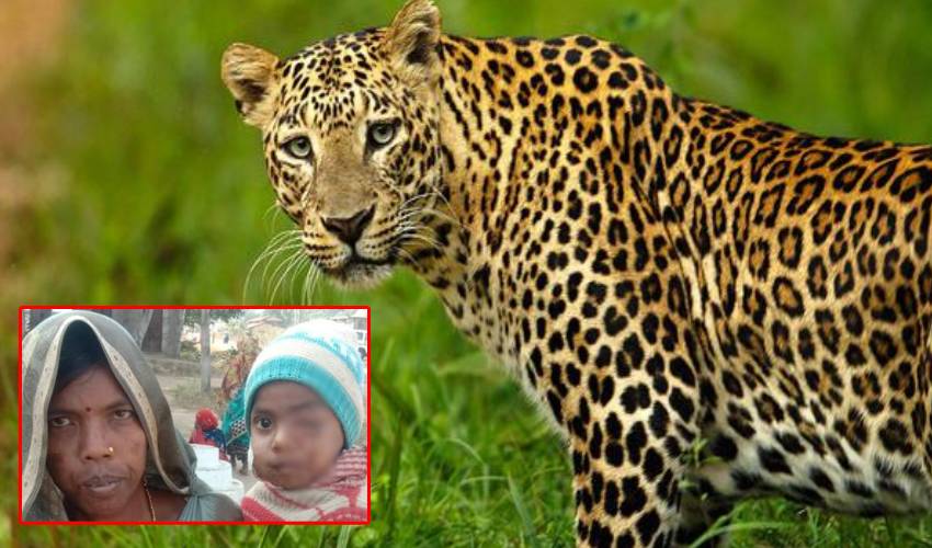 https://10tv.in/national/tribal-woman-fight-with-leopard-with-hands-and-save-his-son-in-madyapradesh-323314.html