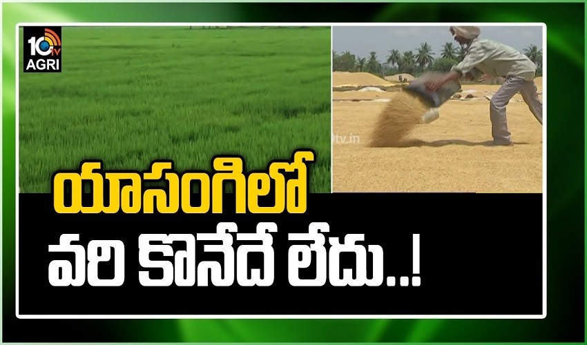 https://10tv.in/videos/no-procurement-of-paddy-telangana-govt-clarity-341846.html