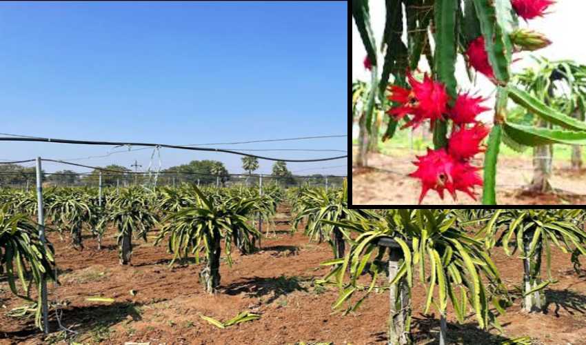 https://10tv.in/national/from-crisis-to-profits-become-a-millionaire-with-dragon-fruit-cultivation-336505.html