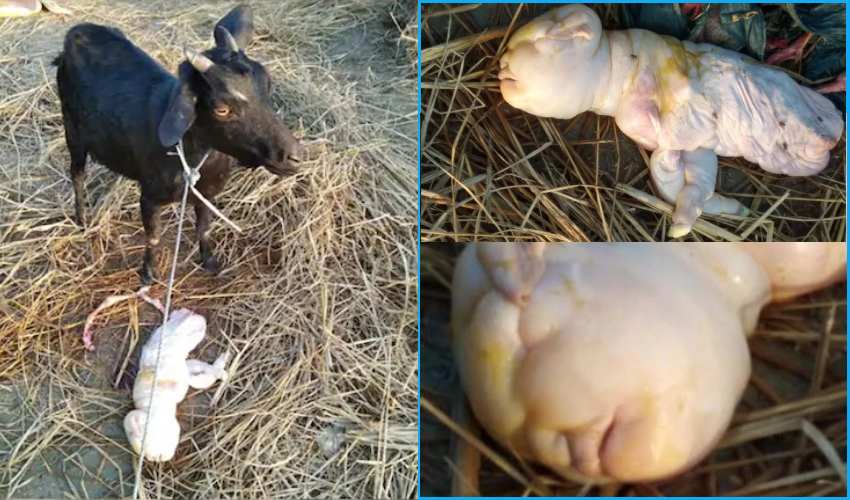 https://10tv.in/national/goat-gives-birth-to-human-like-offspring-in-assam-339912.html