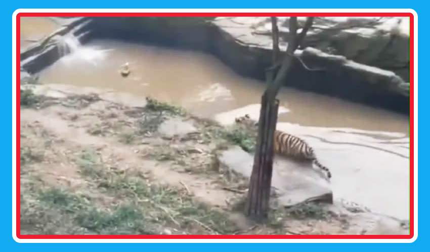 https://10tv.in/international/duck-plays-hide-and-seek-with-tiger-in-viral-video-339921.html