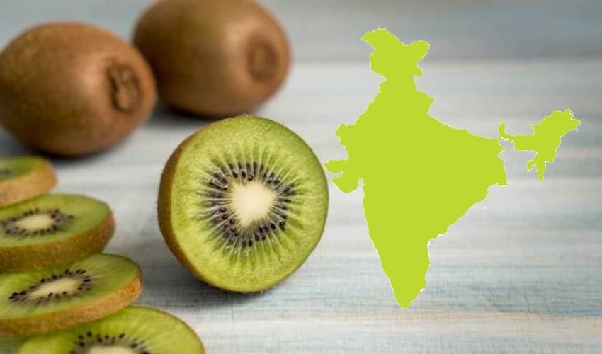 Kiwi Fruit: ఇరాన్‌కి నో చెప్పిన ఇండియా.. కివీ ఫ్రూట్ ఇక రాదు