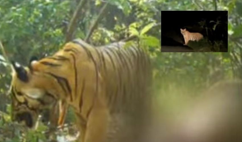 Tiger : జయశంకర్ భూపాలపల్లి జిల్లాలో పులి కలకలం | Tiger wandering in Jayashankar Bhupalpally district