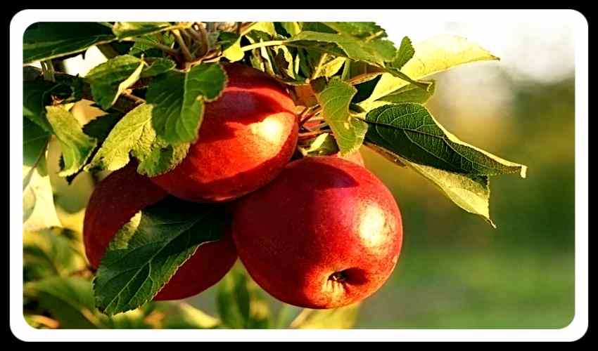 https://10tv.in/life-style/harmful-bacteria-in-apples-you-know-359797.html