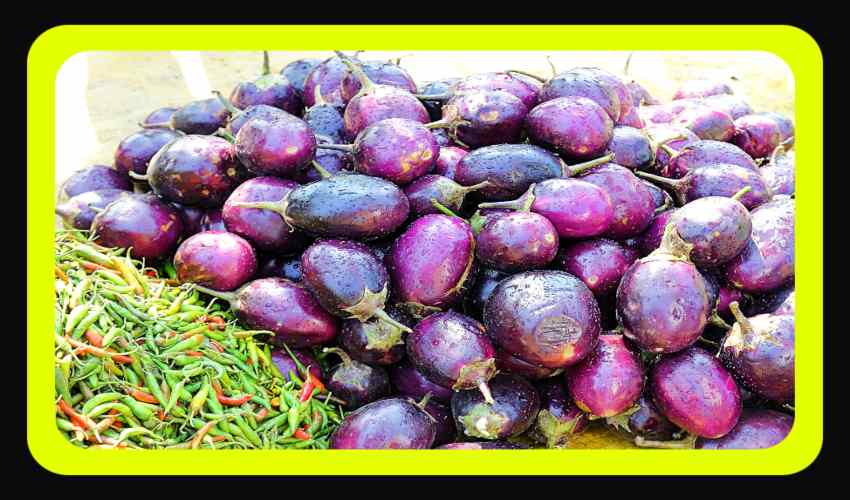 https://10tv.in/life-style/who-should-not-eat-brinjal-359998.html