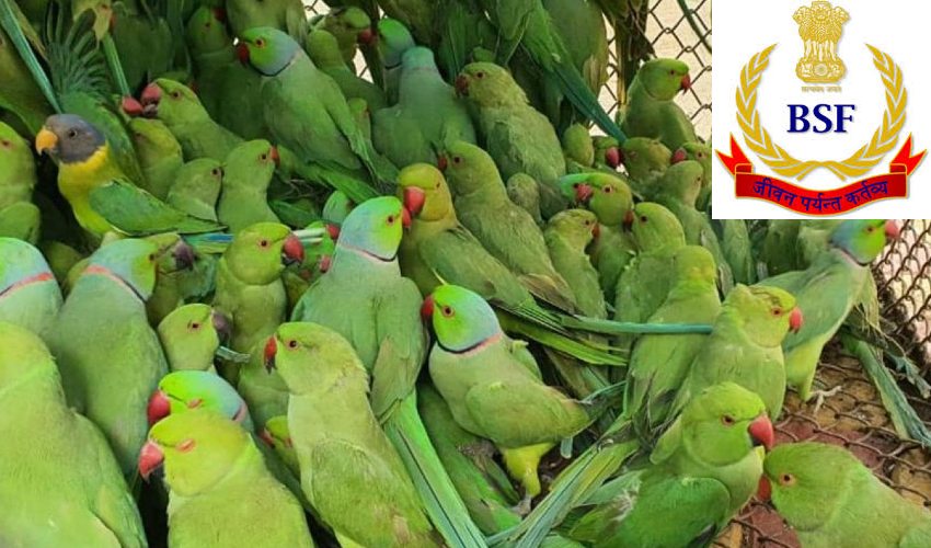 Parrots Smuggling: రూ.1000 కోసం 140 రామచిలుకల అక్రమ రవాణా చేస్తున్న యువకుడు