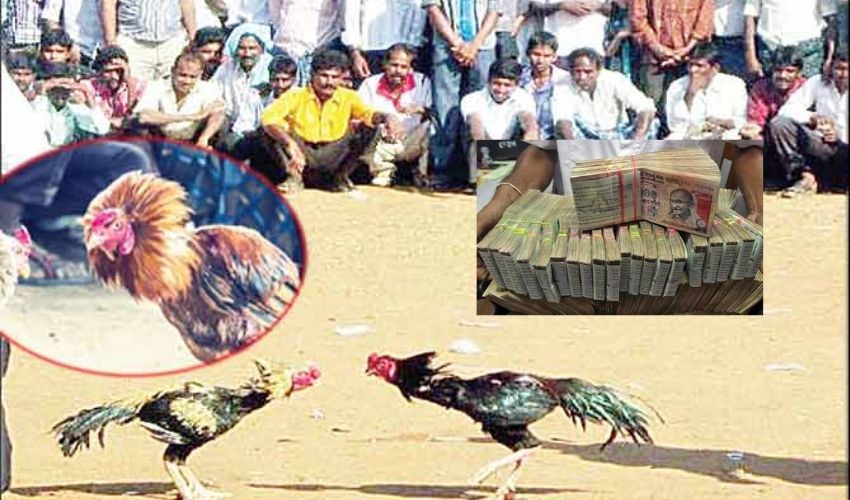 Chicken Bettings : తొలి రోజు జోరుగా కోడి పందాలు.. రూ.300 కోట్లకు పైగా చేతులు మారిన డబ్బు | Chicken bettings on the first day More than Rs 300 crore of money changed hands