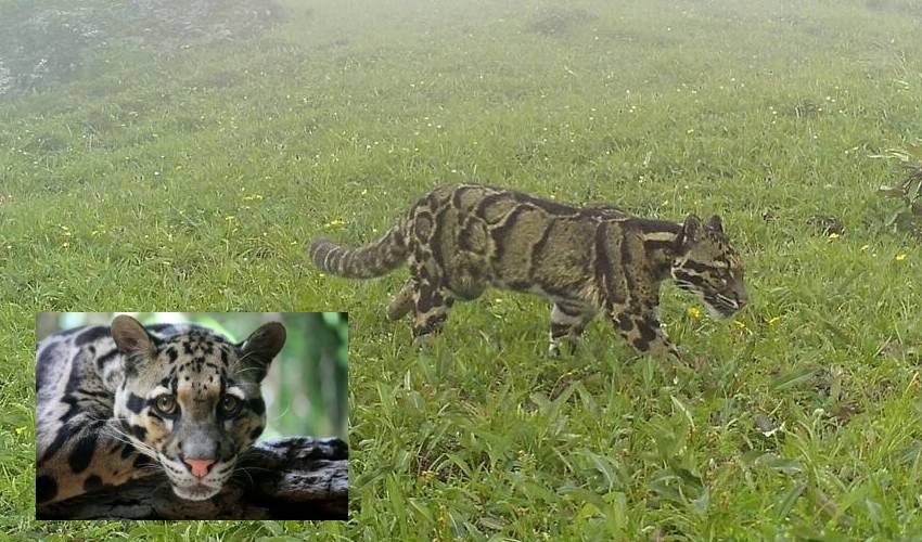 https://10tv.in/latest/the-elusive-clouded-leopard-sighted-in-nagaland-mountains-at-indo-myanmar-border-347546.html