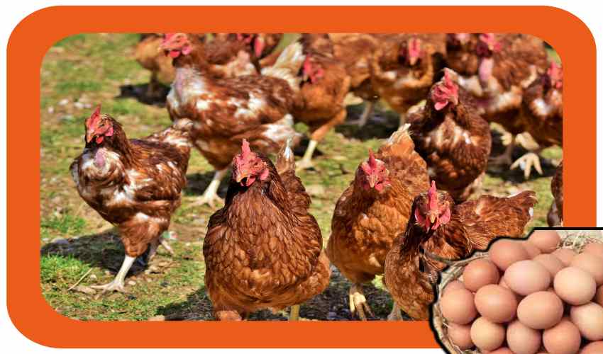 https://10tv.in/national/precautions-in-the-production-of-native-eggs-350465.html