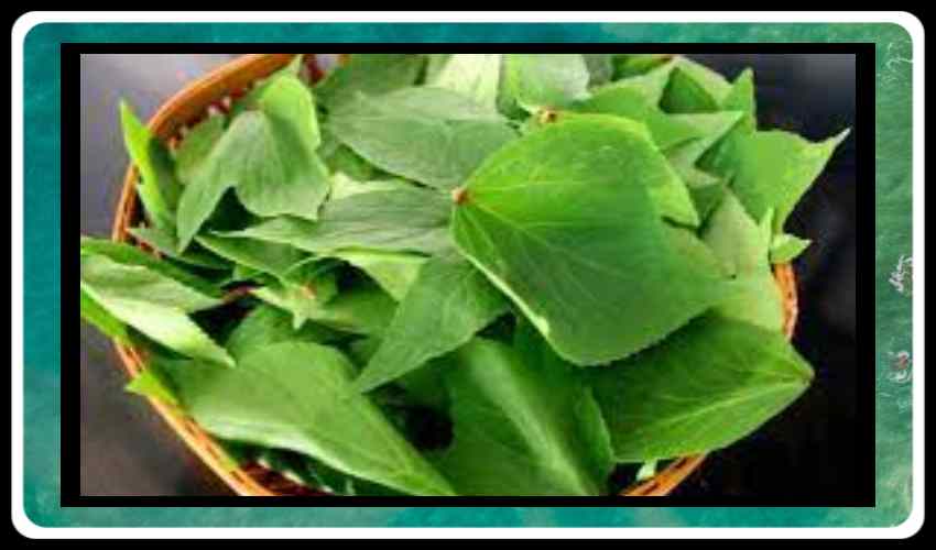 https://10tv.in/life-style/in-addition-to-raising-the-blood-gongura-lowers-blood-pressure-357384.html