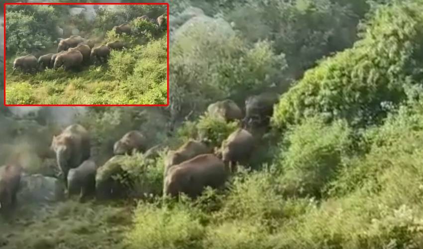 https://10tv.in/andhra-pradesh/invasion-of-a-herd-of-elephants-on-farms-caused-crop-damage-on-hundreds-of-acres-in-chittoor-district-344029.html