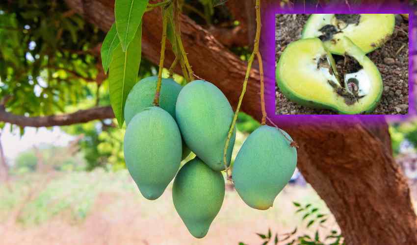 https://10tv.in/agriculture/insect-repellent-in-mango-359823.html