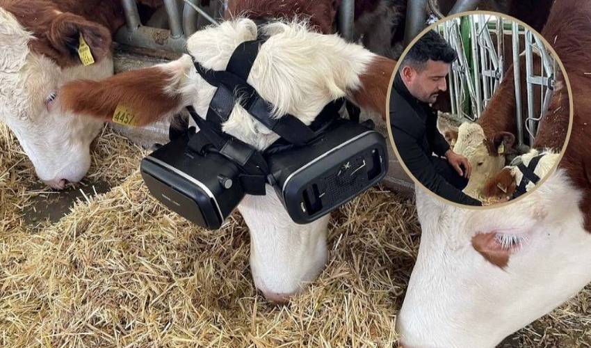 VR headsets for Cows : ఆవులకు వీఆర్ హెడ్‌సెట్లు..పాల ఉత్పత్తి పెరగటంతో రైతు ఫుల్ హ్యాపీ