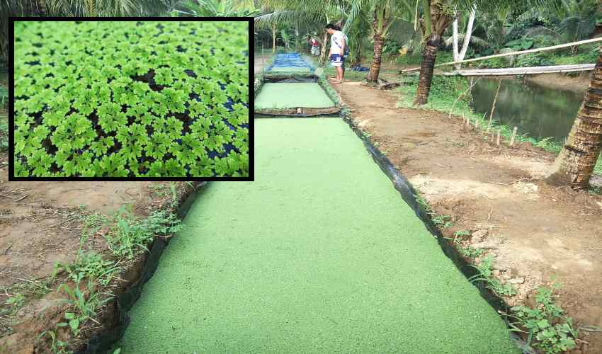 https://10tv.in/agriculture/as-fodder-for-cattle-azolla-cultivation-357417.html