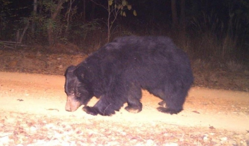 https://10tv.in/andhra-pradesh/bears-getting-around-in-srisailam-forest-staff-on-reach-to-the-rescue-347528.html