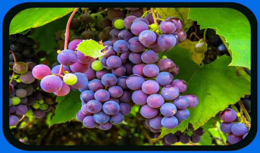 Black Grapes : చలికాలంలో నల్ల ద్రాక్ష తినటం ఆరోగ్యానికి మేలే!…