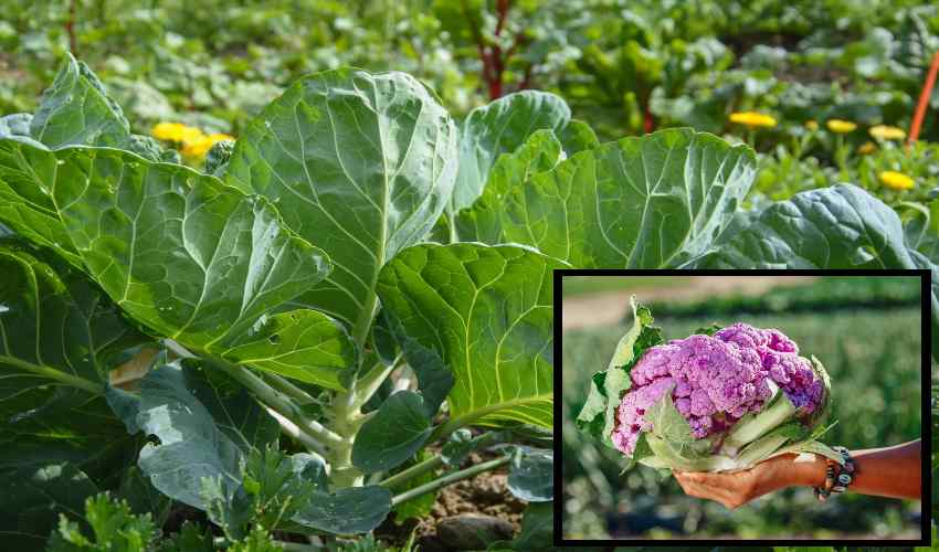 Cauliflower : కాలీఫ్లవర్ సాగులో అనువైన రకాల ఎంపిక