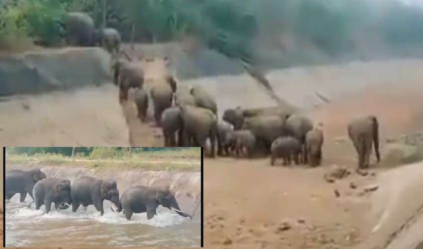 https://10tv.in/national/video-of-elephants-crossing-canal-using-ramp-gone-viral-353294.html