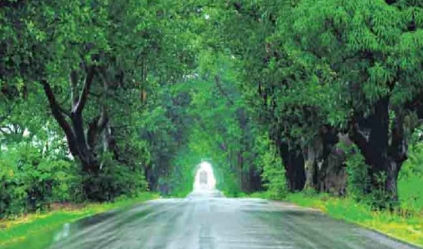https://10tv.in/telangana/forest-green-cover-increases-in-telangana-hyderabad-352116.html