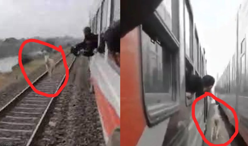 https://10tv.in/national/horse-stuck-between-two-running-trains-ran-for-life-in-viral-video-357773.html