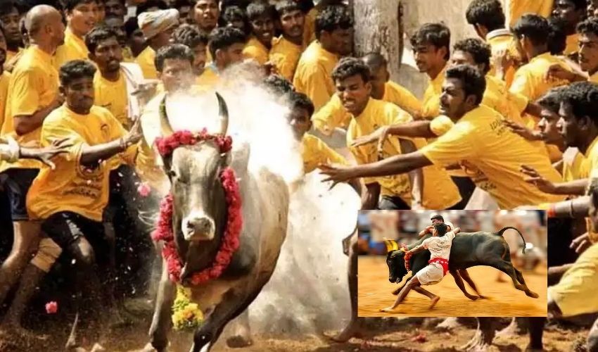 https://10tv.in/national/jallikattu-competitions-in-tamil-nadu-corona-rules-are-ignored-by-the-organizers-352744.html