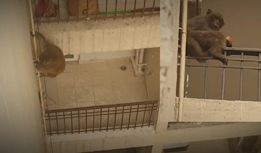https://10tv.in/national/monkey-climbs-apartment-22nd-floor-to-steal-food-351902.html