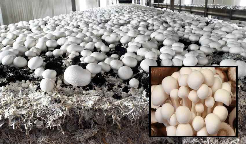 https://10tv.in/national/precautions-in-mushroom-cultivation-349977.html