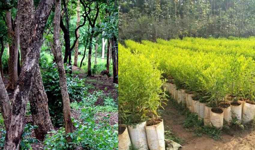 https://10tv.in/national/with-sandalwood-cultivation-high-income-344173.html