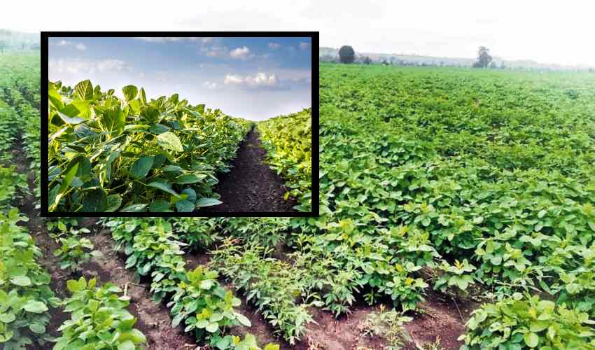https://10tv.in/national/soybean-cultivation-as-an-intercrop-in-cotton-356415.html