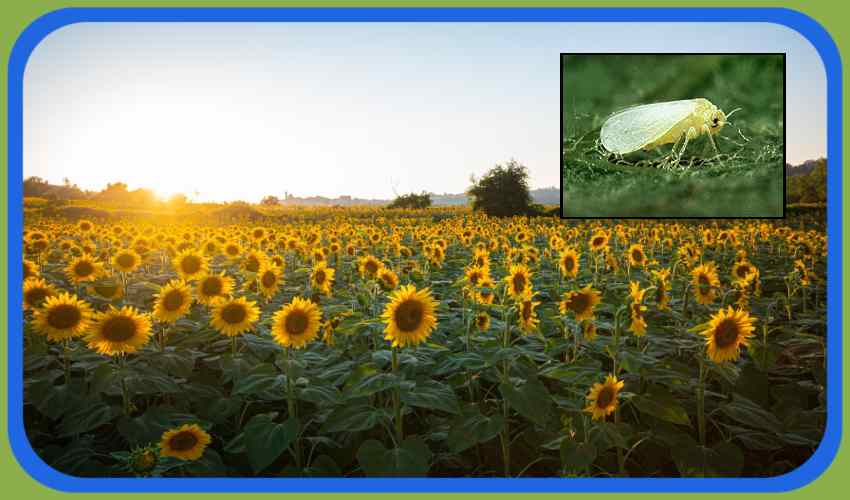 Insects In Sunflower : పొద్దు తిరుగుడులో రసం పీల్చే పురుగుల నివారణ