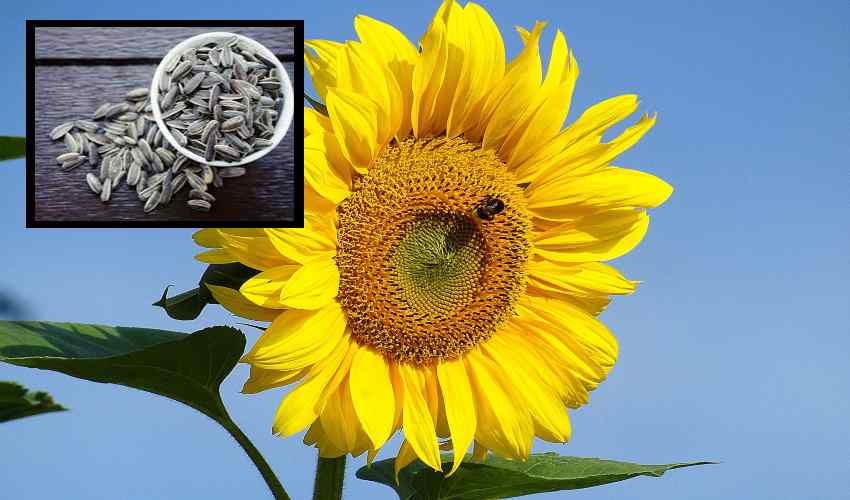 https://10tv.in/life-style/sunflower-seeds-that-have-health-benefits-352404.html