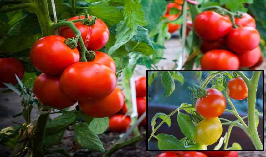 https://10tv.in/national/suitable-varieties-for-tomato-cultivation-346419.html