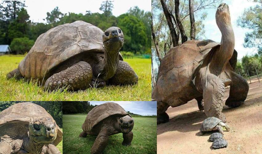 Oldest Tortoise: గిన్నిస్ బుక్ లోకి ఎక్కిన 190 ఏళ్ల తాబేలు